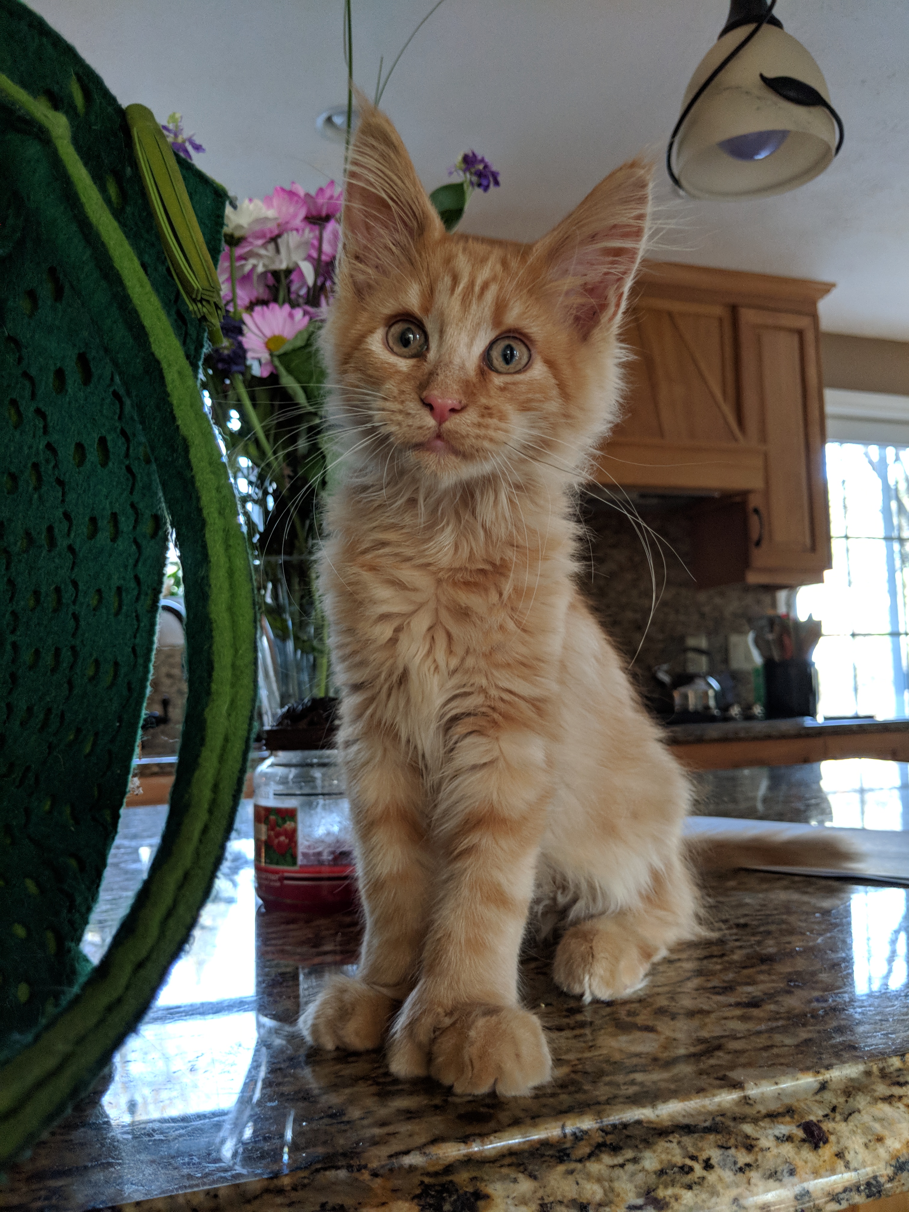 Kitty!