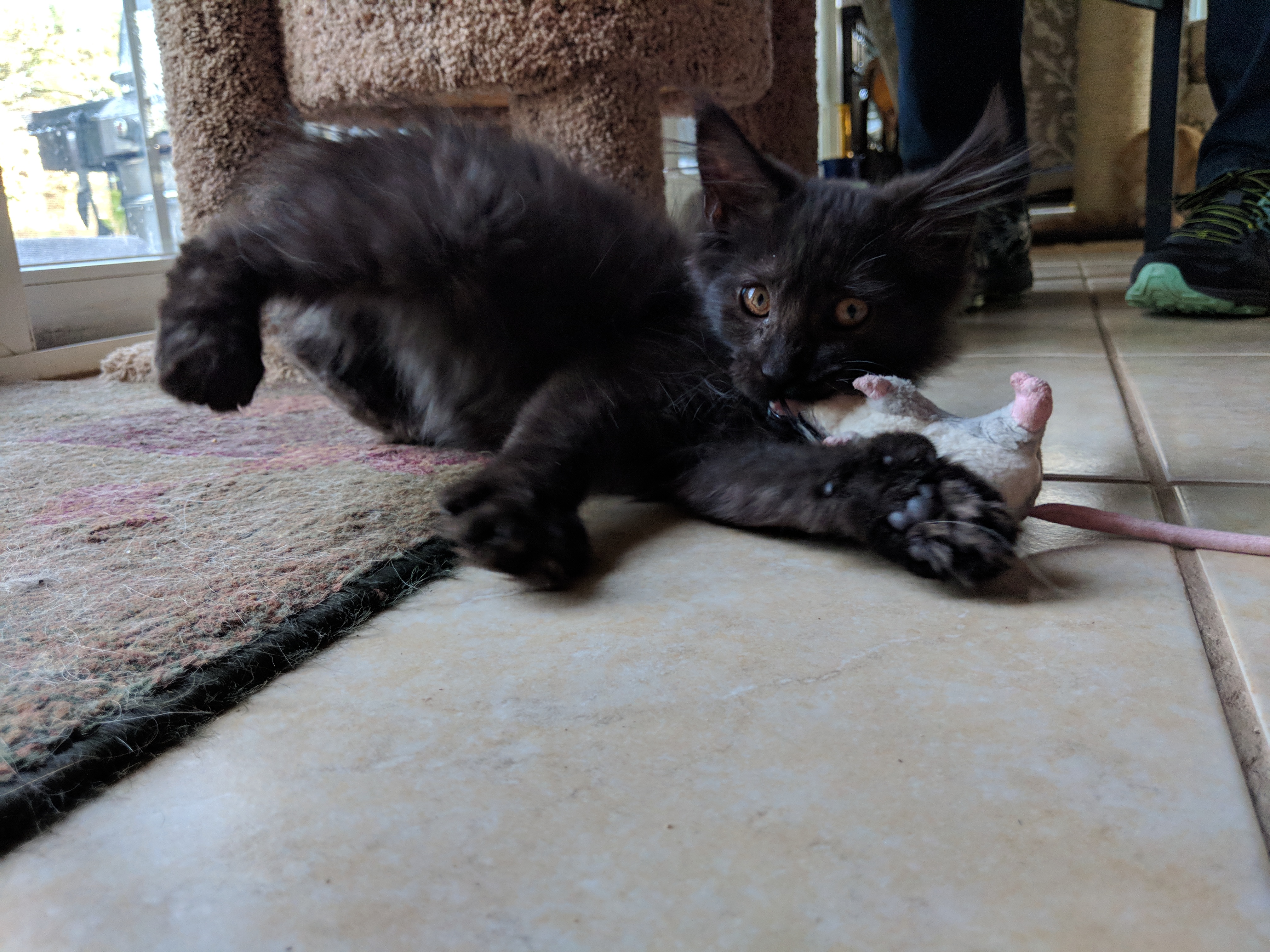 Kittens!