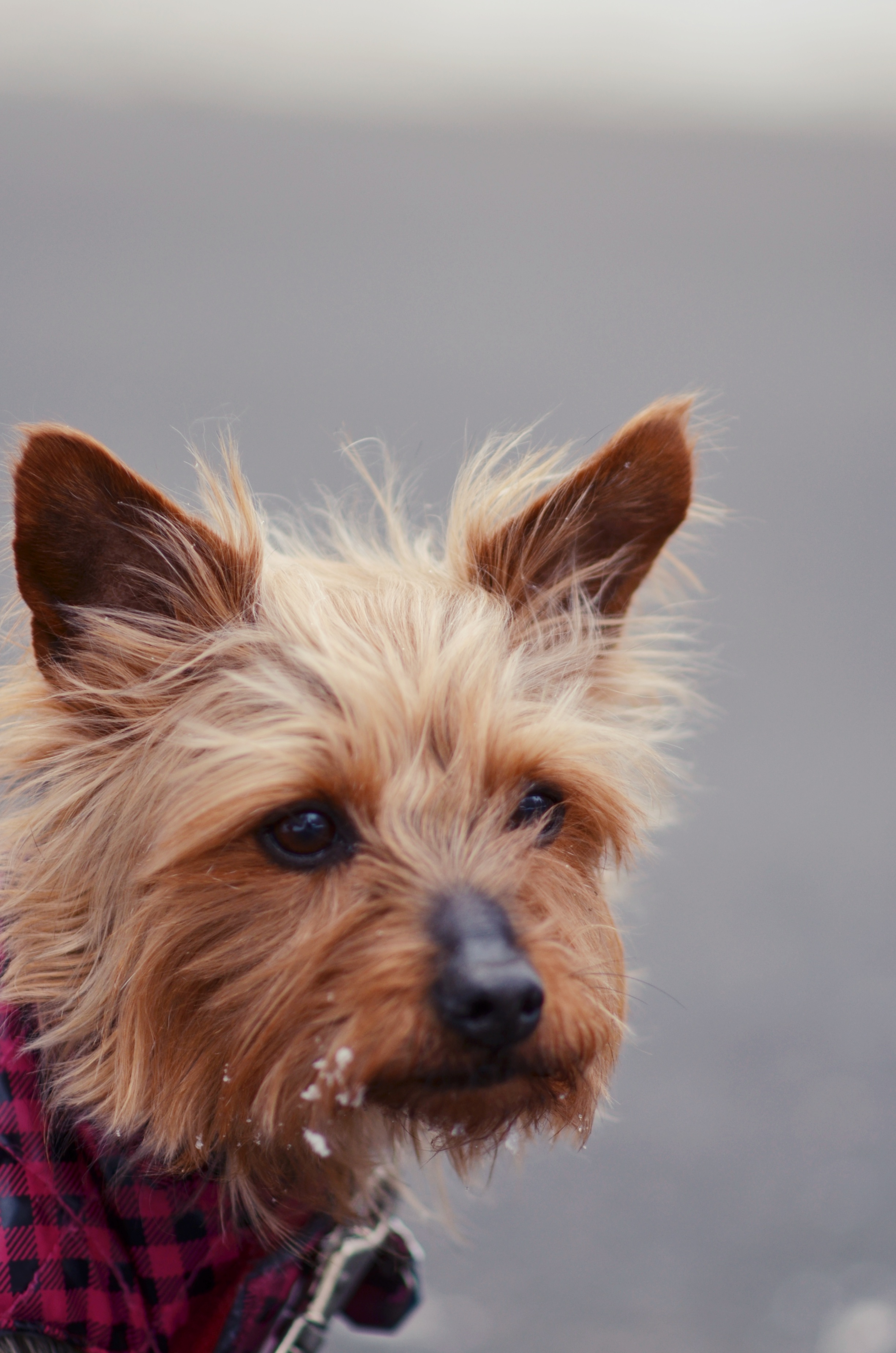 Cute dog face
