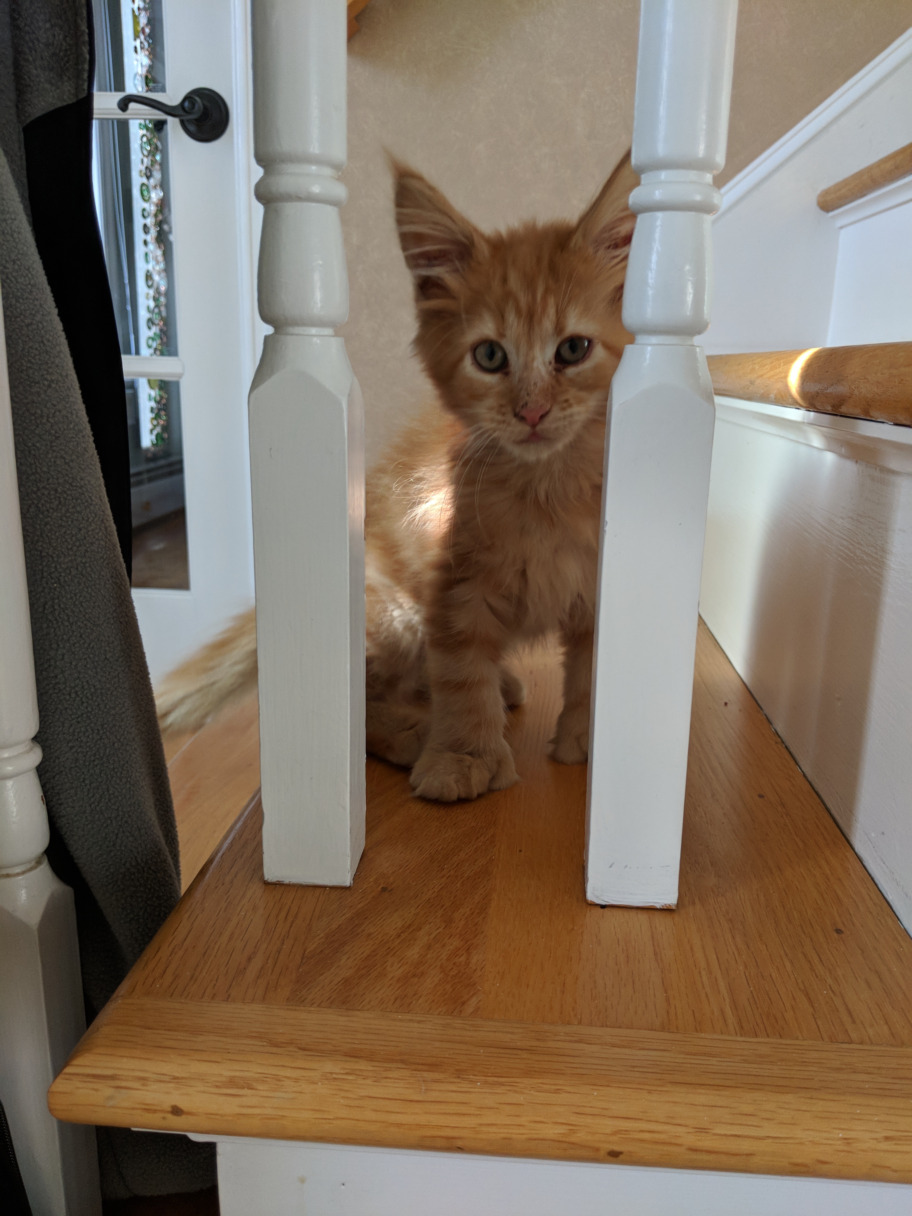 Kitty