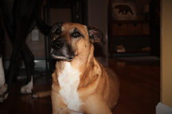 nala