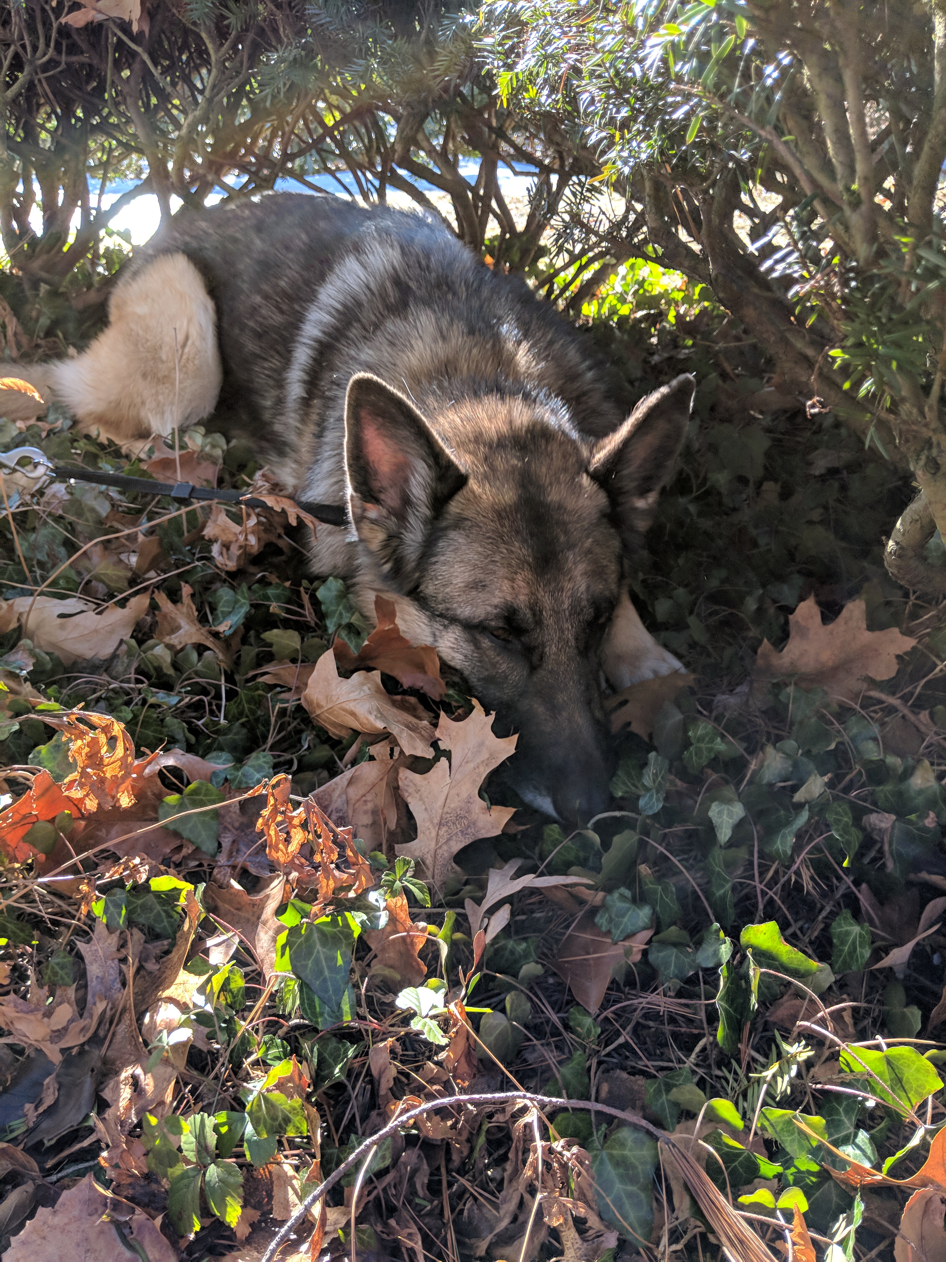Dog