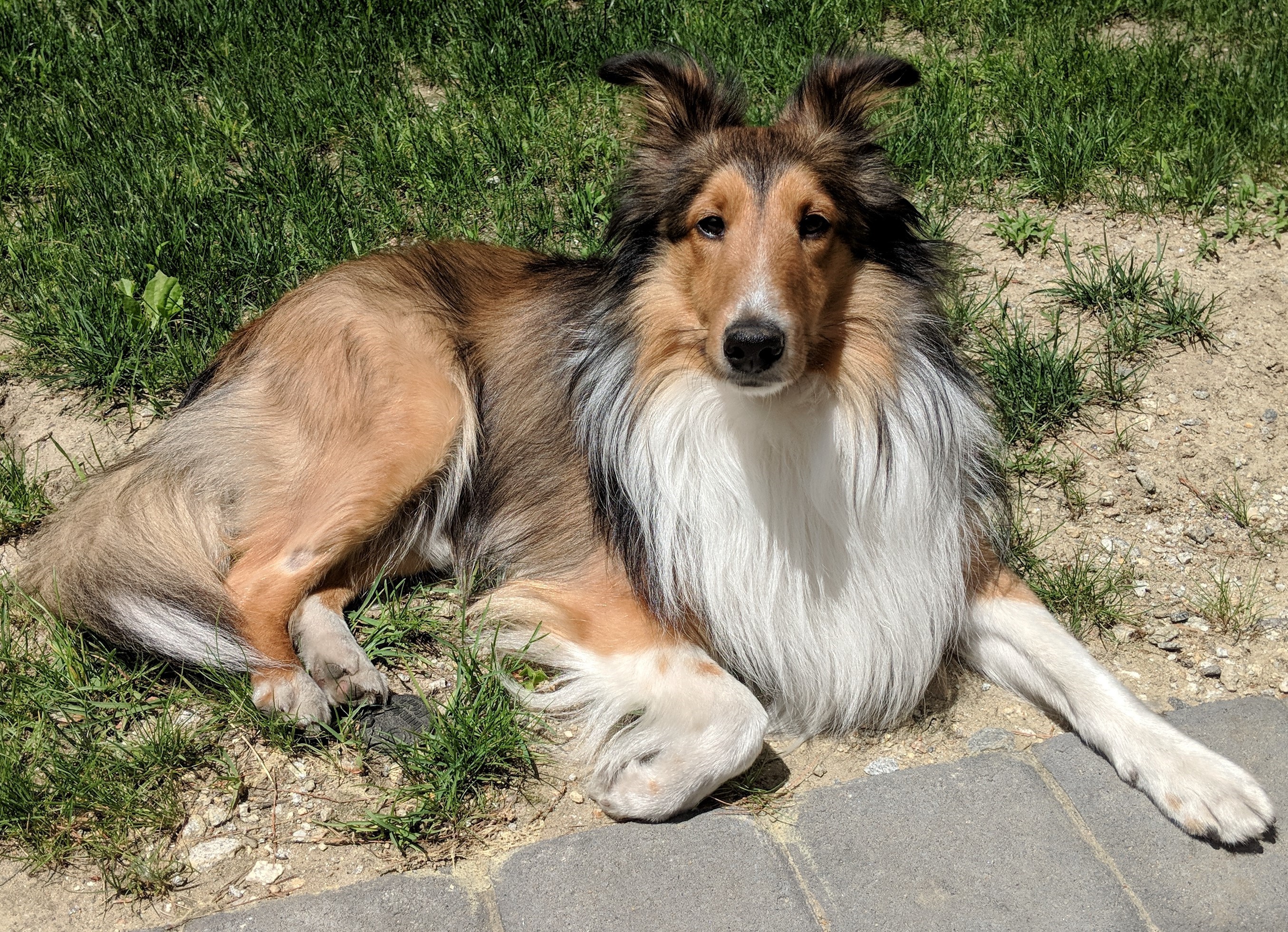 Dog in the sun