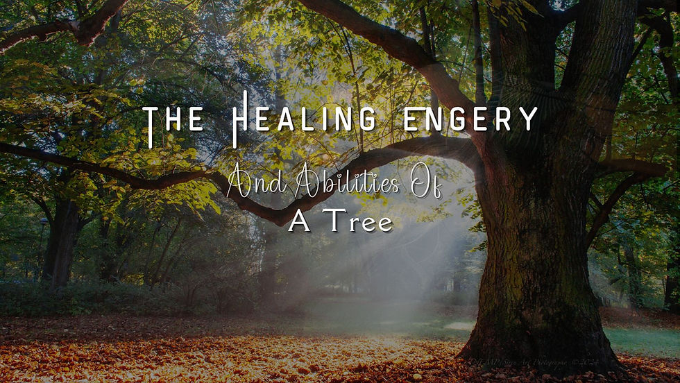 The Healing Energy Abilities of a Tree