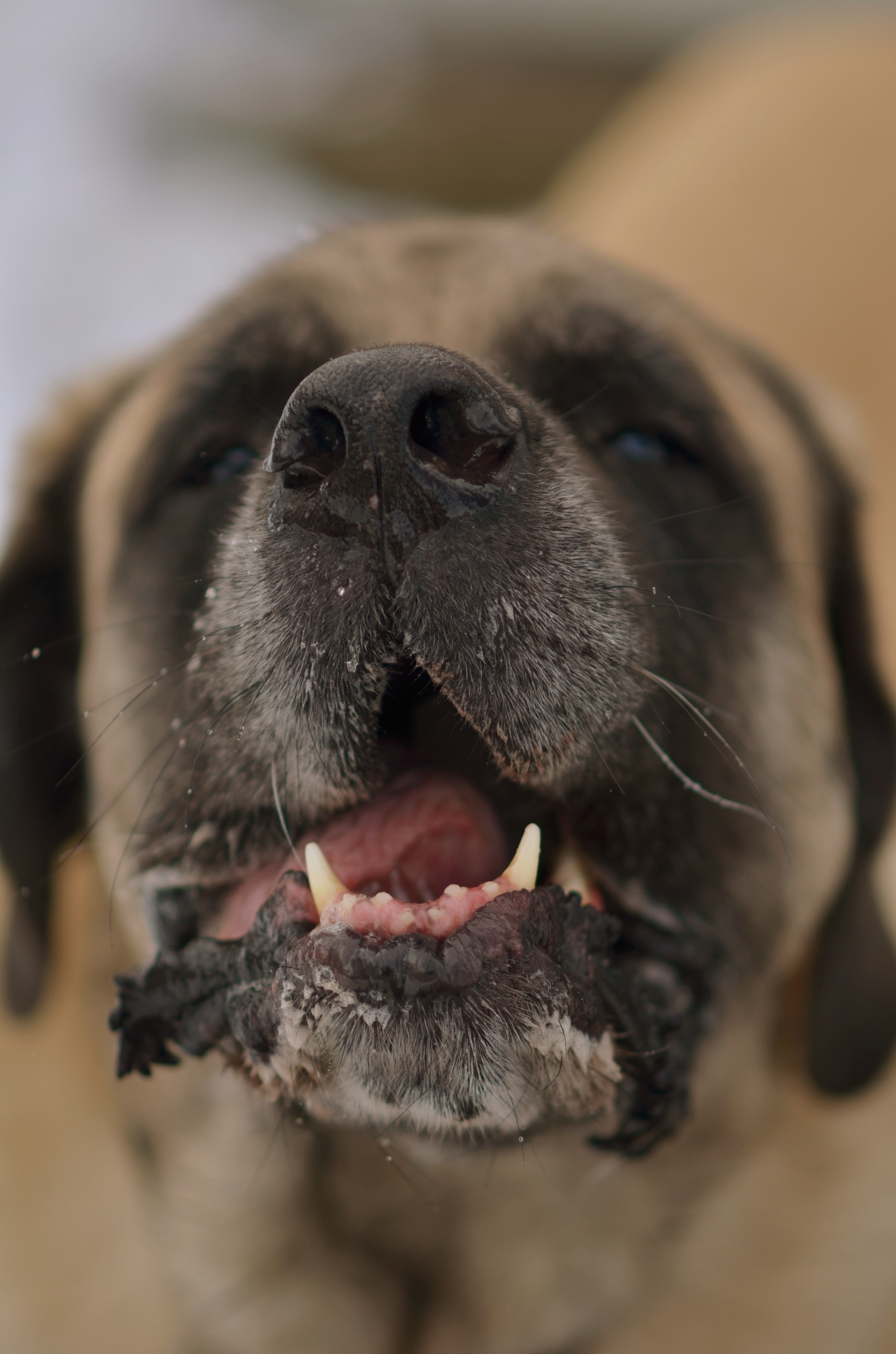 Dog face