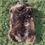 Miniatura: Peau de mouton brune