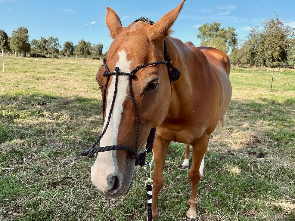 Miniature : Licol ficelle torsadée noir