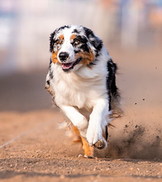 fastcat greeley aug 22 rumor.jpg