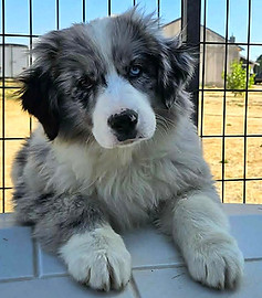 hollyhock 14 weeks.jpg