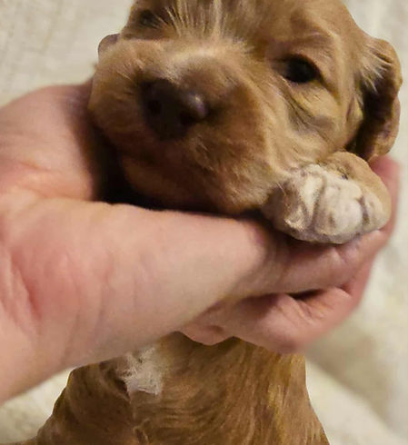 9e829ccc-f290-41cb-a1e7-855a3069993d_edi