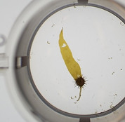 Urchin Larvae3.jpg