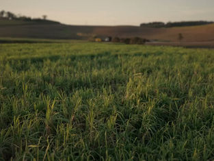 Bell CanePro Delivers Efficiency and Power for Modern Agriculture