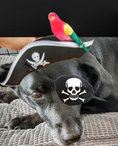 Screenshot_20190408-161110_Pimp My Pets-