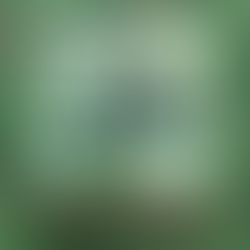 Cover art: a blooming cactus with clouds and a big-eyed pigeon look into the lens.