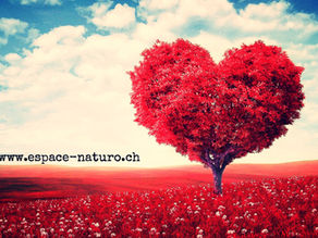 un arbre en forme de coeur