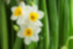 The-Myth-Behind-the-Flower-Narcissus-1.jpg