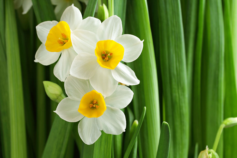 The-Myth-Behind-the-Flower-Narcissus-1.jpg