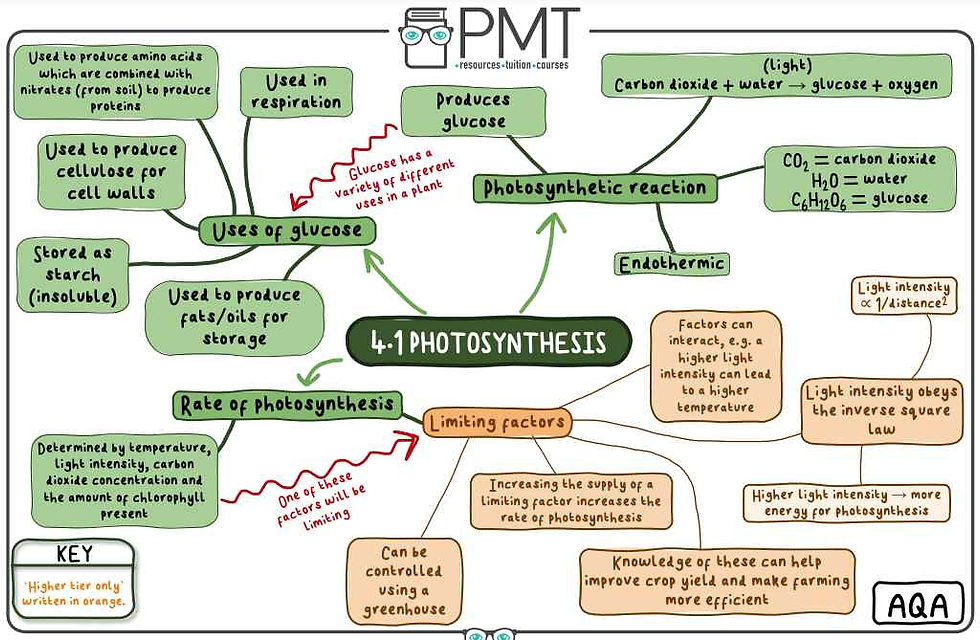 photosynthesis mind maps for revision