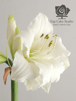 Amaryllis z cukrové modelovací hmoty