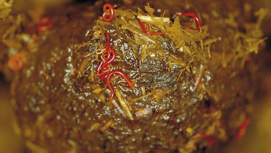 Redworm