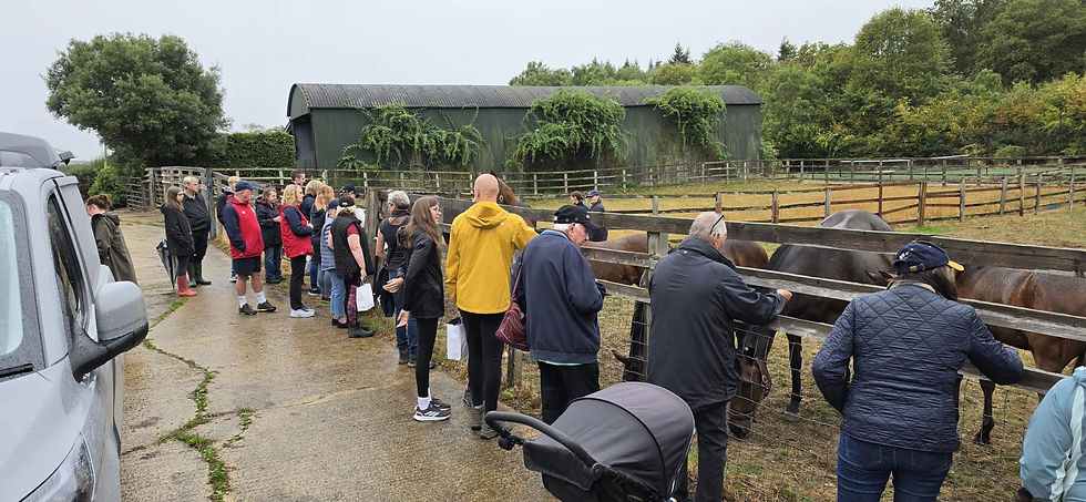 Visitors taking in the mares & foals