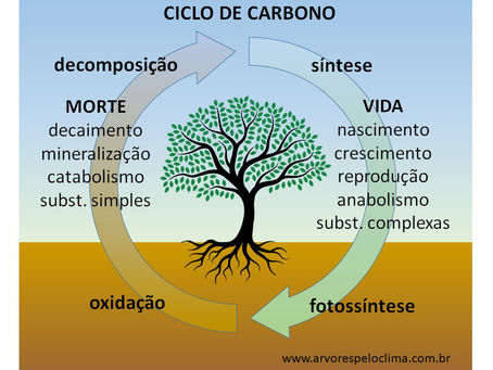 O Ciclo de Carbono - Parte 1