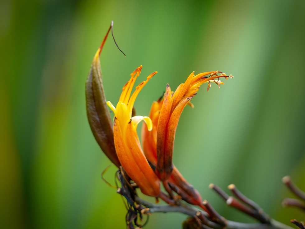 How to Create a Fire-Wise Native Garden in New Zealand