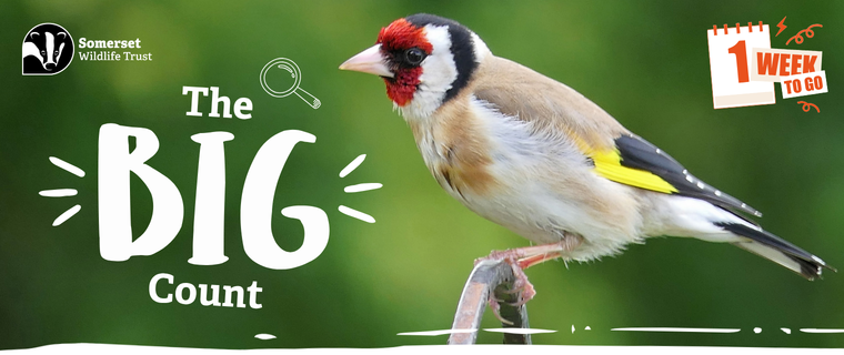 Somerset's Big Nature Count - One Week To Go!