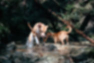 AdobeStock_836217160.jpeg