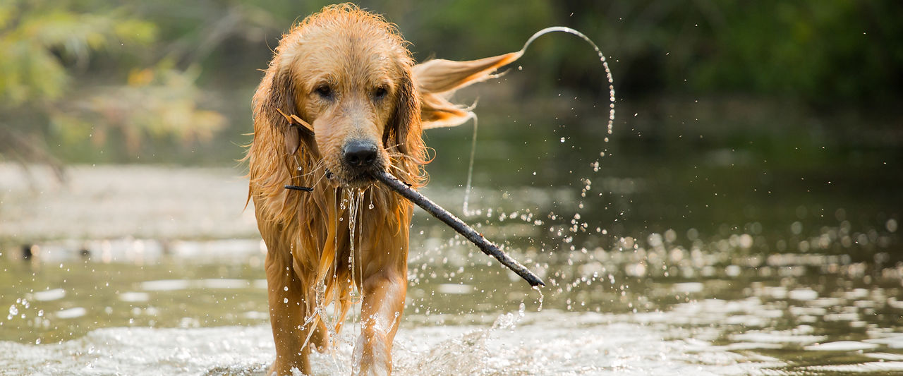 Mountain Dog Inc_
