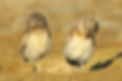 funny-owl-owl.jpg