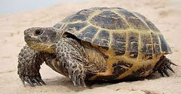 CURIOSIDADES DE LA TORTUGA
