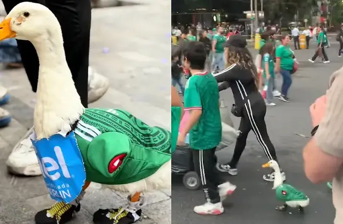 ¡México vuelve a superar a la IA! El pato 'Merlín' se vuelve viral al usar tenis y playera de la Selección Mexicana