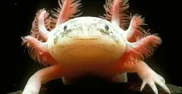 Los 15 animales más raros del mundo