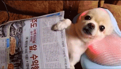 PERROS CHIHUAHUA