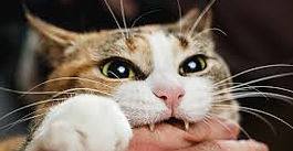 🐱 ¿Por qué tu gato te muerde mientras lo acaricias? 🐾