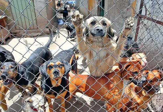 Activistas acusan que persiste maltrato animal en CDMX