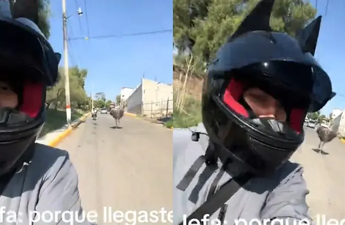 ¡Le ganó a la IA! Joven en motocicleta se graba siendo perseguido por avestruz en EdoMex