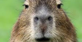 CURIOSIDADES DEL CAPIBARA