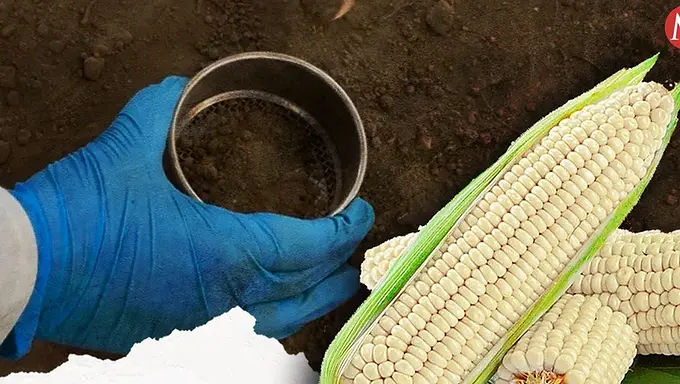 Apuestan por la conservación del maíz nativo en Edomex