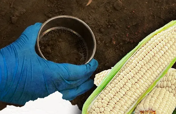 Apuestan por la conservación del maíz nativo en Edomex