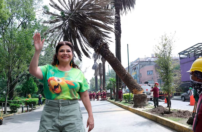 ¿Qué árboles sustituirán a las palmeras enfermas en la CDMX?