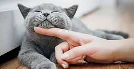 DIA INTERNACIONAL DEL GATO