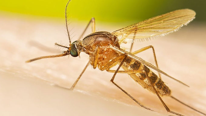 Refuerzan acciones contra mosquito Culex en Querétaro 