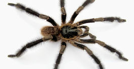 Científicos descubren una nueva especie de tarántula en Cuba