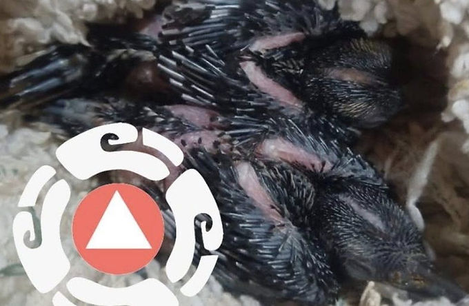 Protegen a polluelos de pájaro chara en Pinal de Amoles