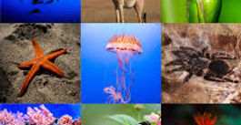 DATOS EXTRAÑOS DE LOS ANIMALES
