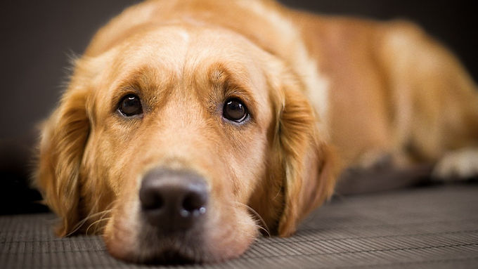 Perrito sufre ataque de epilepsia y sus “hermanos” no lo abandonan; video se viraliza