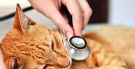 Cuánto tiempo pueden pasar los gatos sin comer: este es el tiempo máximo antes de que tengan daños en su salud