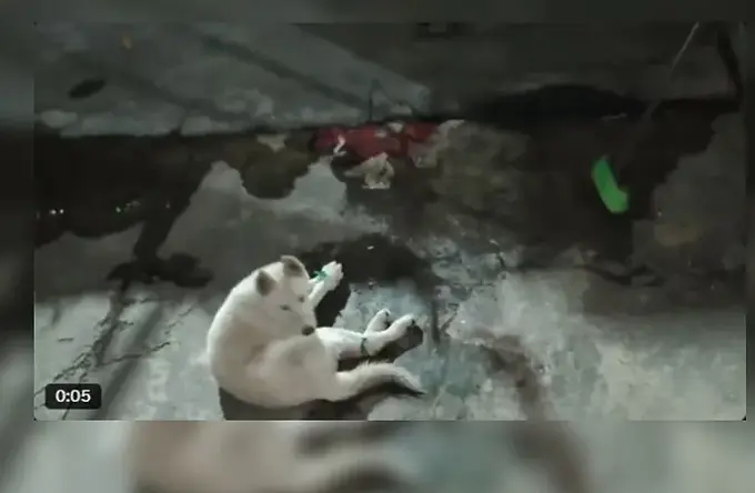 Perrito es amarrado de patas hocico en CdMx